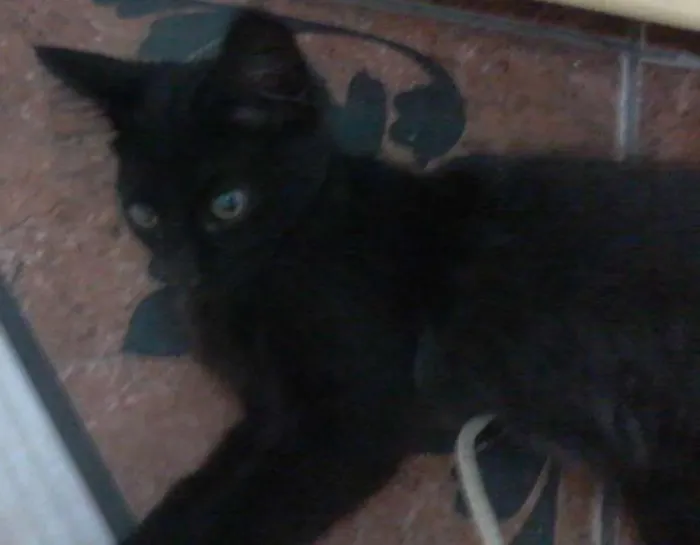 Gato ra a  idade 2 a 6 meses nome Ginka
