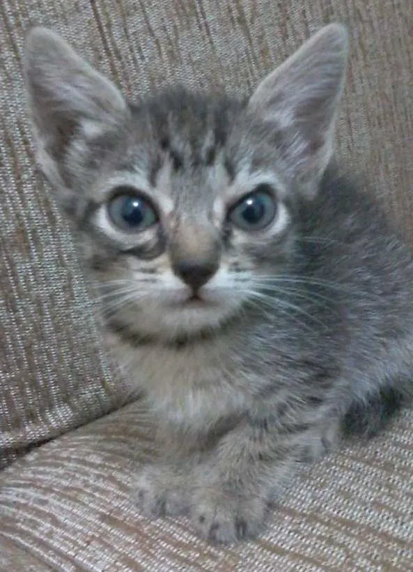 Gato ra a  idade Abaixo de 2 meses nome não tem nome