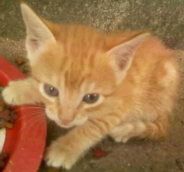 Gato ra a vira lata idade Abaixo de 2 meses nome espoleta, geoginho,