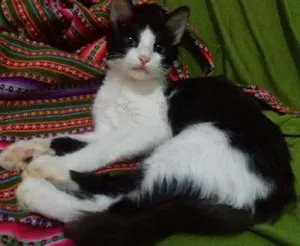 Gato raça SRD idade 2 a 6 meses nome Selina