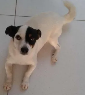 Cachorro raça mistiço fox paulistinha idade 5 anos nome pandora e obama