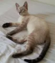 Nicolas
