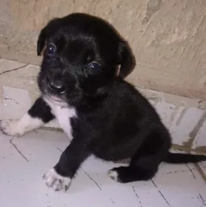 Cachorro raça Vira-lata idade Abaixo de 2 meses nome Thor