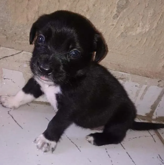 Cachorro ra a Vira-lata idade Abaixo de 2 meses nome Thor