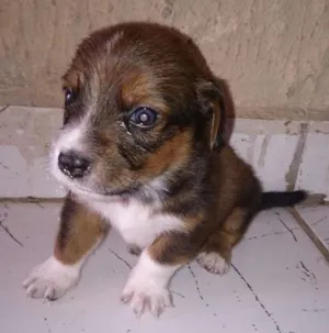 Cachorro raça Vira-lata idade Abaixo de 2 meses nome Horrus