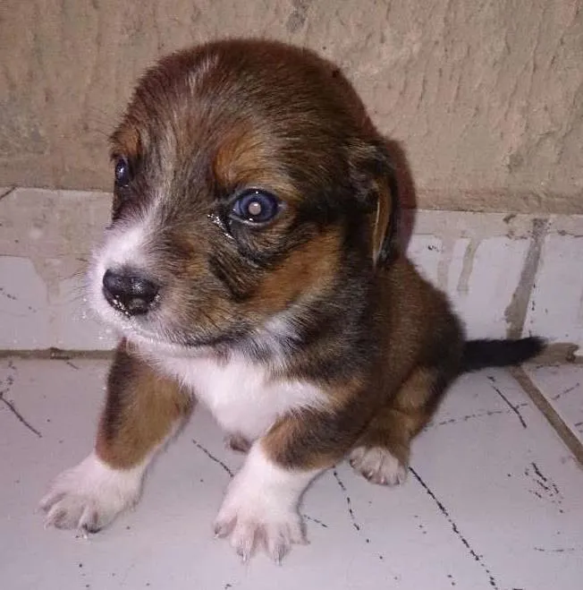 Cachorro ra a Vira-lata idade Abaixo de 2 meses nome Horrus