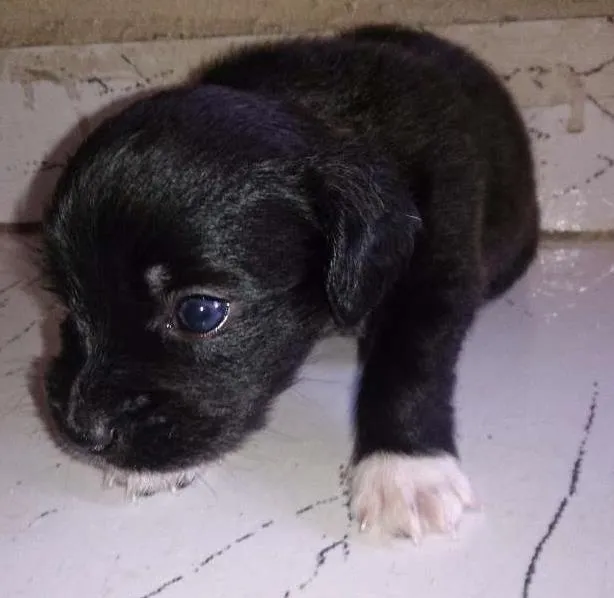 Cachorro ra a Vira-lata idade Abaixo de 2 meses nome Rubi