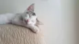 Gatinho
