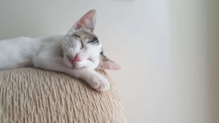Gato ra a  idade 2 a 6 meses nome Gatinho