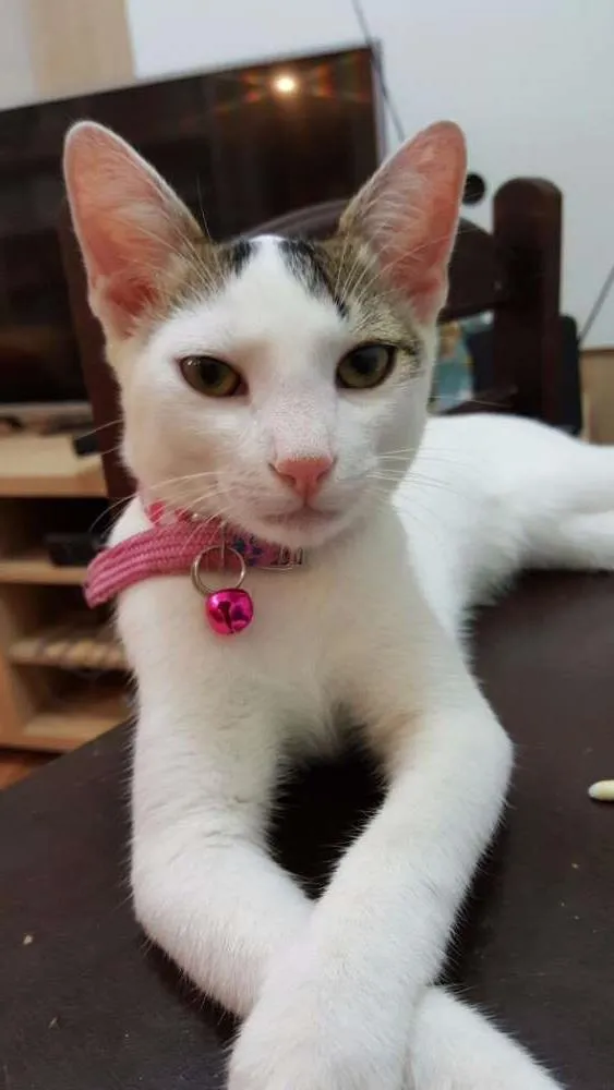 Gato ra a  idade 2 a 6 meses nome Gatinho
