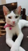 Gatinho