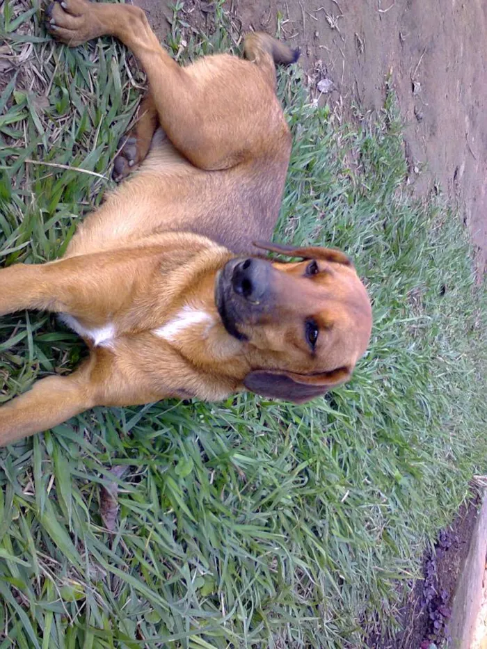 Cachorro ra a vira lata idade 3 anos nome Pluto