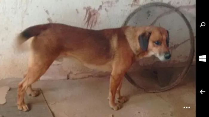 Cachorro ra a vira lata idade 3 anos nome Pluto