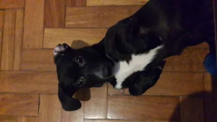 Cachorro ra a SRD idade 2 a 6 meses nome Shoyu