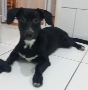 Cachorro raça SRD idade 2 a 6 meses nome Shoyu
