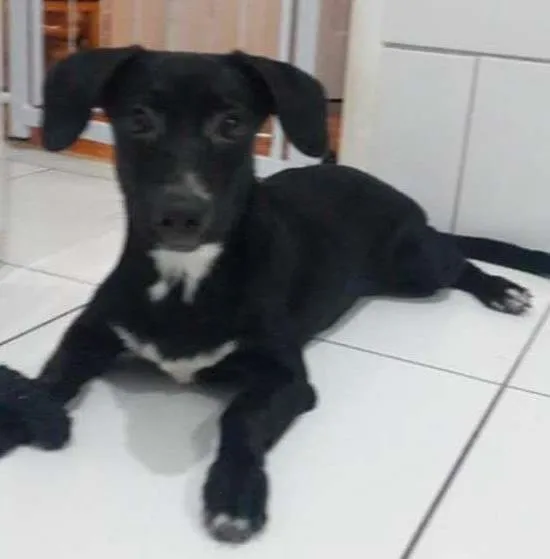 Cachorro ra a SRD idade 2 a 6 meses nome Shoyu