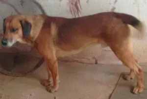 Cachorro raça vira lata idade 3 anos nome Pluto