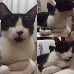 Gato raça NDF idade 2 a 6 meses nome á definir