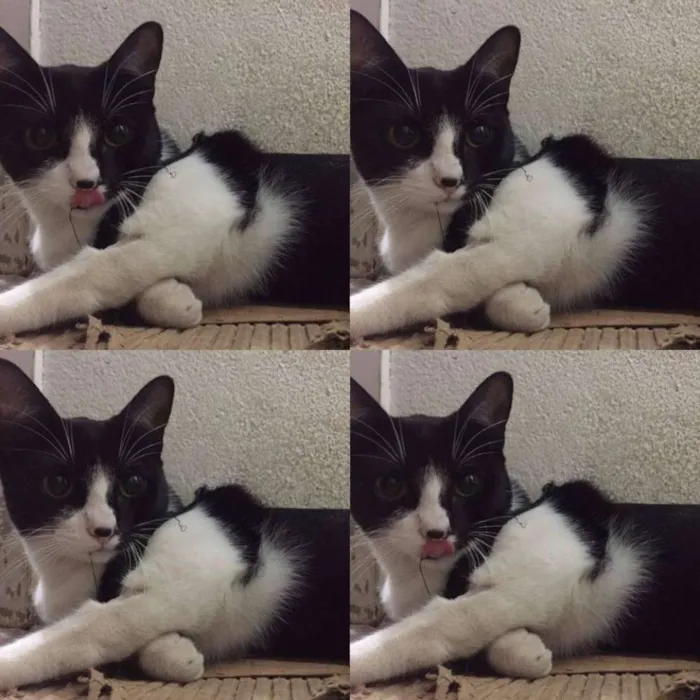 Gato ra a NDF idade 2 a 6 meses nome á definir