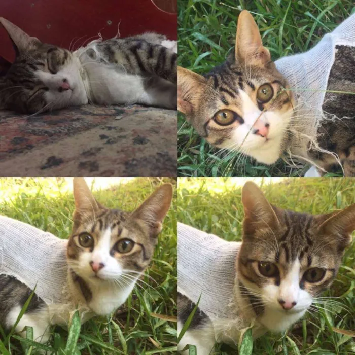 Gato ra a NDF idade 2 a 6 meses nome á definir