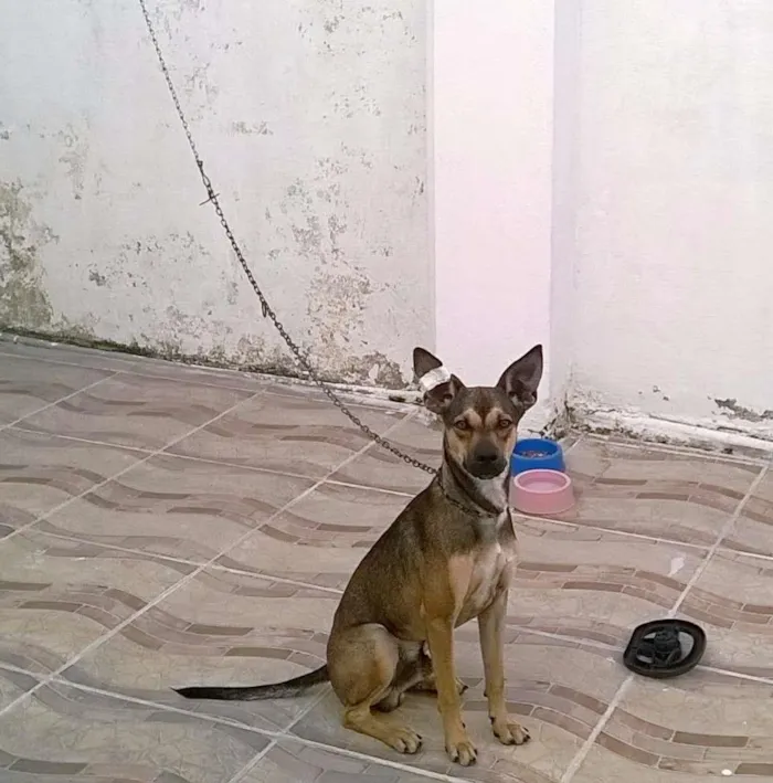 Cachorro ra a SRD idade 7 a 11 meses nome BELO