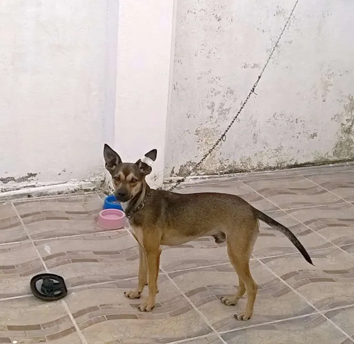 Cachorro ra a SRD idade 7 a 11 meses nome BELO