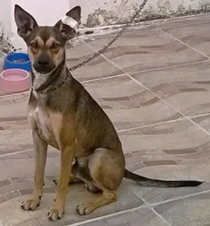 Cachorro raça SRD idade 7 a 11 meses nome BELO