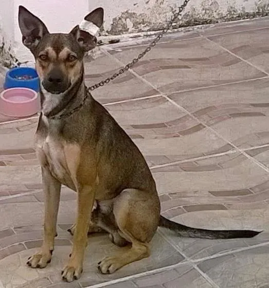 Cachorro ra a SRD idade 7 a 11 meses nome BELO