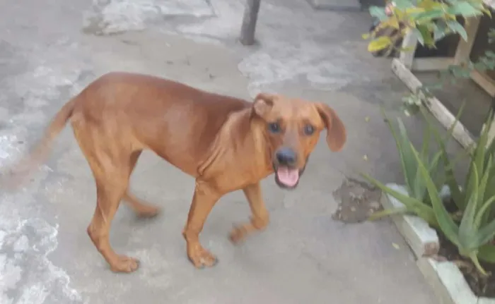 Cachorro ra a Mistura de Rodésia  idade 7 a 11 meses nome Tara