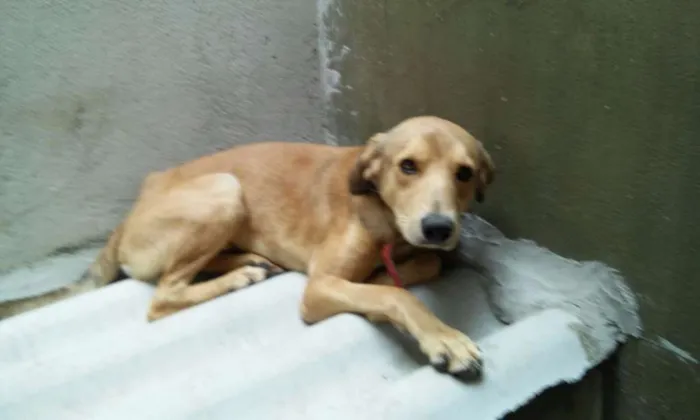 Cachorro ra a srd idade 2 anos nome Pipoca e Menino