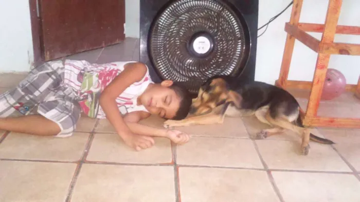 Cachorro ra a Vira Lata idade 7 a 11 meses nome Pitty