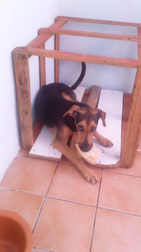 Cachorro ra a Vira Lata idade 7 a 11 meses nome Pitty