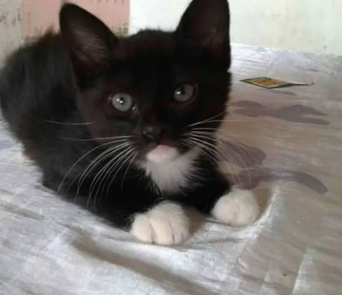 Gato ra a vira lata  idade 2 a 6 meses nome Gatinhas