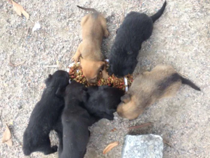 Cachorro ra a  idade 2 a 6 meses nome Filhotinhos