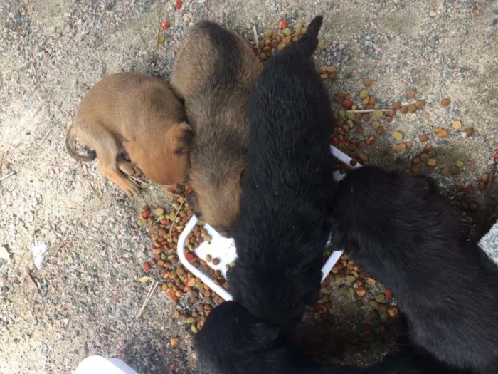 Cachorro ra a  idade 2 a 6 meses nome Filhotinhos