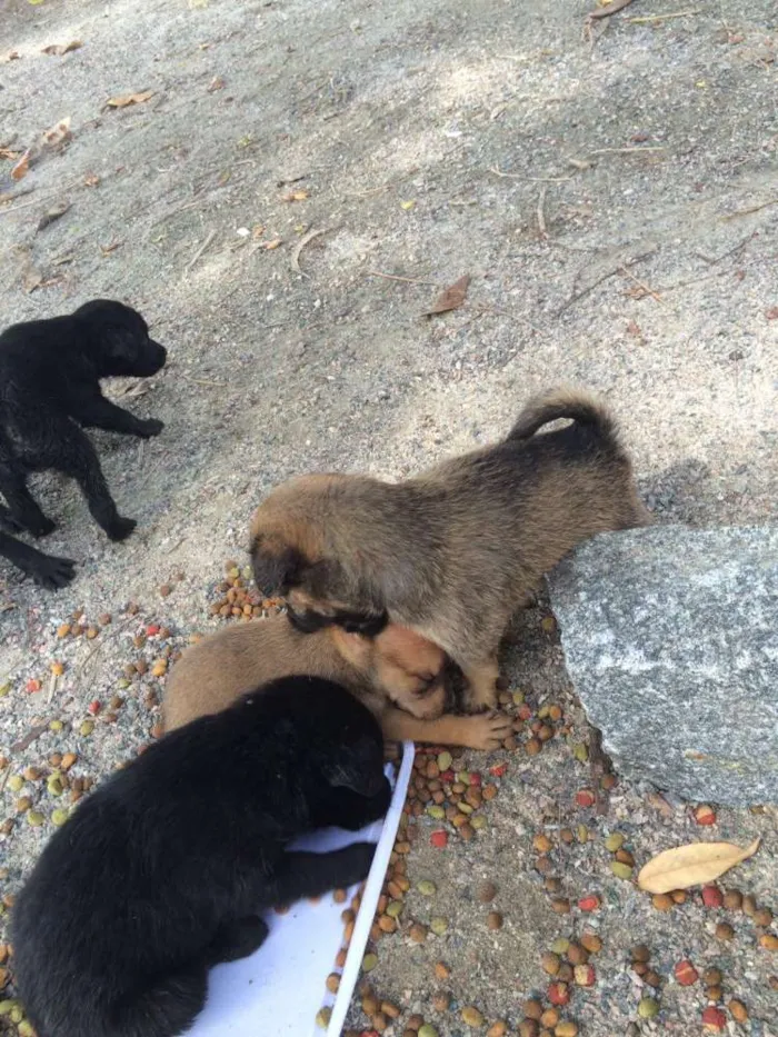 Cachorro ra a  idade 2 a 6 meses nome Filhotinhos