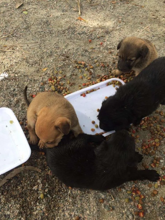 Cachorro ra a  idade 2 a 6 meses nome Filhotinhos