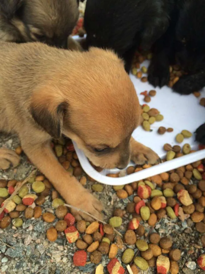 Cachorro ra a  idade 2 a 6 meses nome Filhotinhos