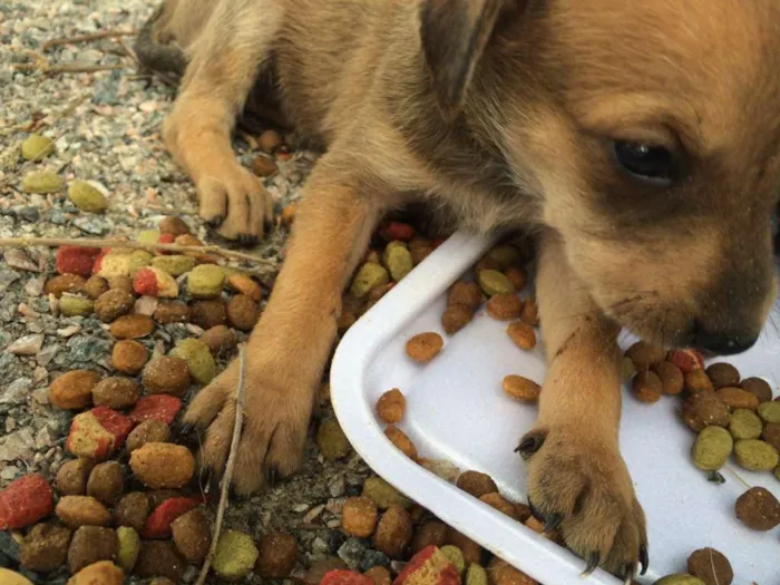 Cachorro ra a  idade 2 a 6 meses nome Filhotinhos