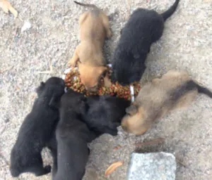 Cachorro raça  idade 2 a 6 meses nome Filhotinhos