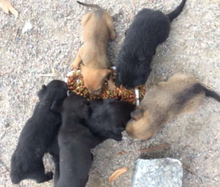 Cachorro ra a  idade 2 a 6 meses nome Filhotinhos
