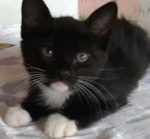 Gato raça vira lata  idade 2 a 6 meses nome Gatinhas
