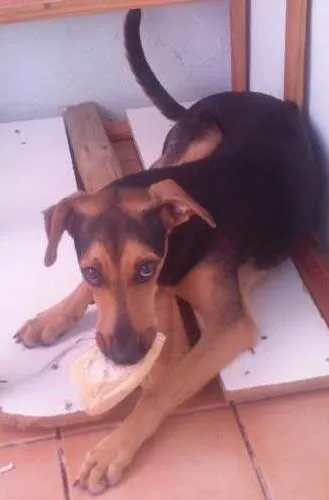 Cachorro ra a Vira Lata idade 7 a 11 meses nome Pitty