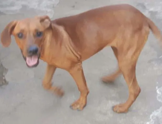 Cachorro ra a Mistura de Rodésia  idade 7 a 11 meses nome Tara