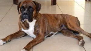 Cachorro raça Boxer idade 2 anos nome Thor