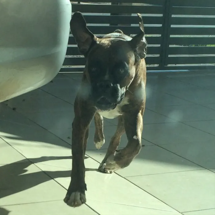 Cachorro ra a Boxer idade 2 anos nome Thor