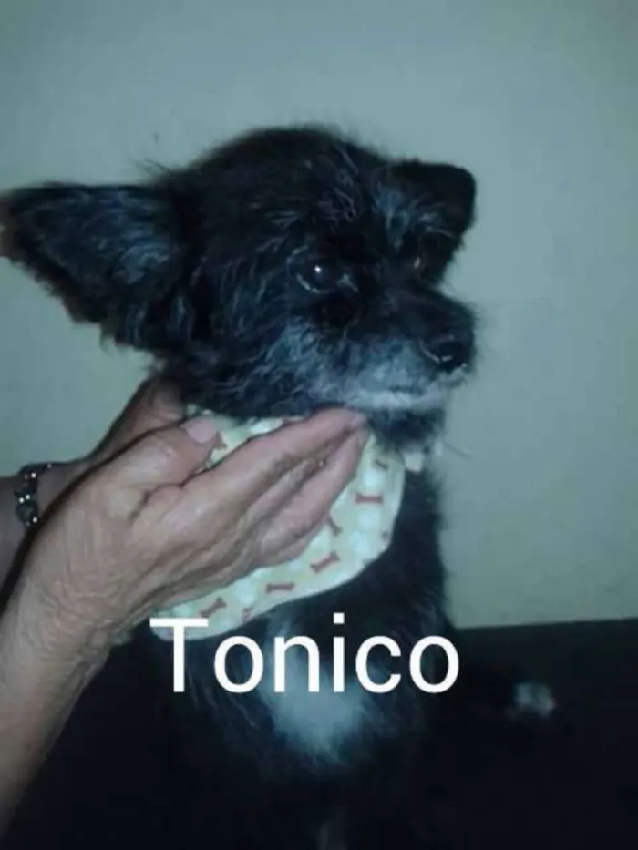 Cachorro ra a SRD idade  nome Tonico