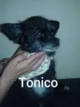 Tonico