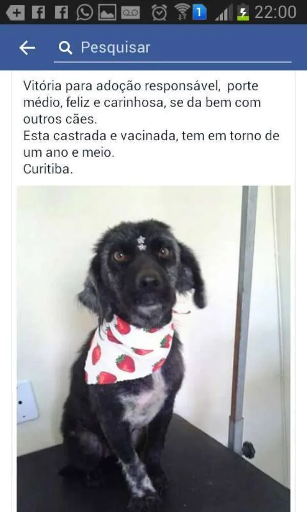 Cachorro ra a SRD idade  nome Vitória