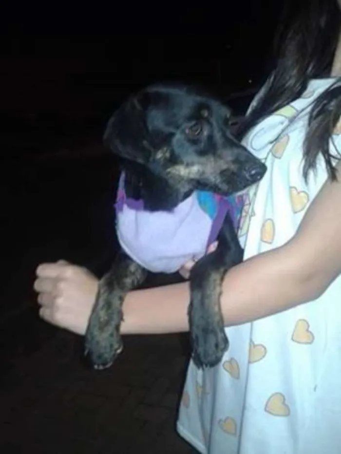 Cachorro ra a Dachshund - Salsicha  idade  nome Salsichinha